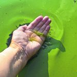علت رشد جلبک درون مخزن آب